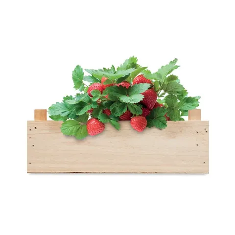 Kit pentru cultivarea căpșunilor More Than Gifts