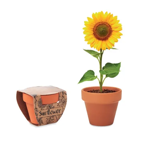 Kit pentru cultivarea florii-soarelui More Than Gifts, în ghiveci