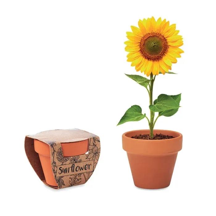 Kit pentru cultivarea florii-soarelui More Than Gifts, în ghiveci
