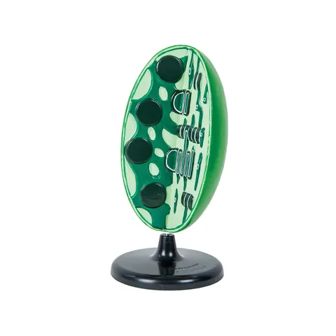 Model 3D Cloroplast Nowa Szkola