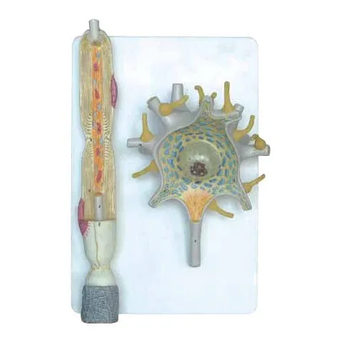 Model neuron Nowa Szkola