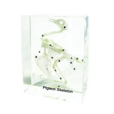 Schelet porumbel Nowa Szkola, 18 x 14 x 8 cm