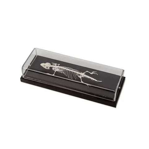 Schelet de șopârlă Nowa Szkola, 23 x 10 x 6.5 cm