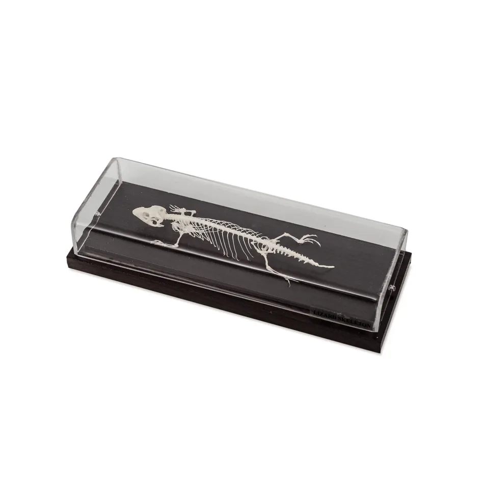 Schelet de șopârlă Nowa Szkola, 23 x 10 x 6.5 cm