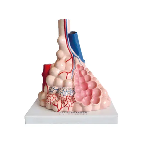 Model demonstrativ al alveolelor pulmonare Nowa Szkola