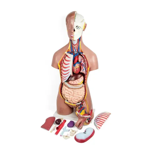 Model Torso Uman Gelsonlab, 44 piese