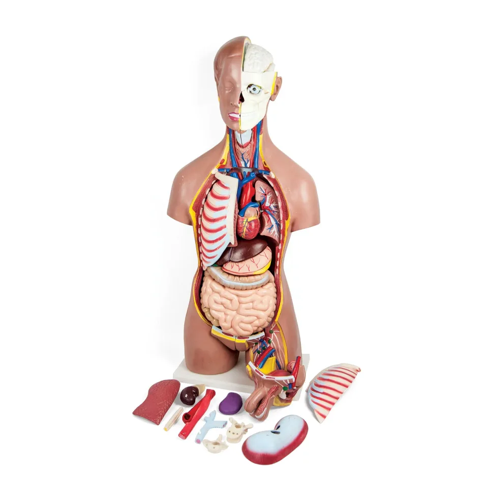Model Torso Uman Gelsonlab, 44 piese