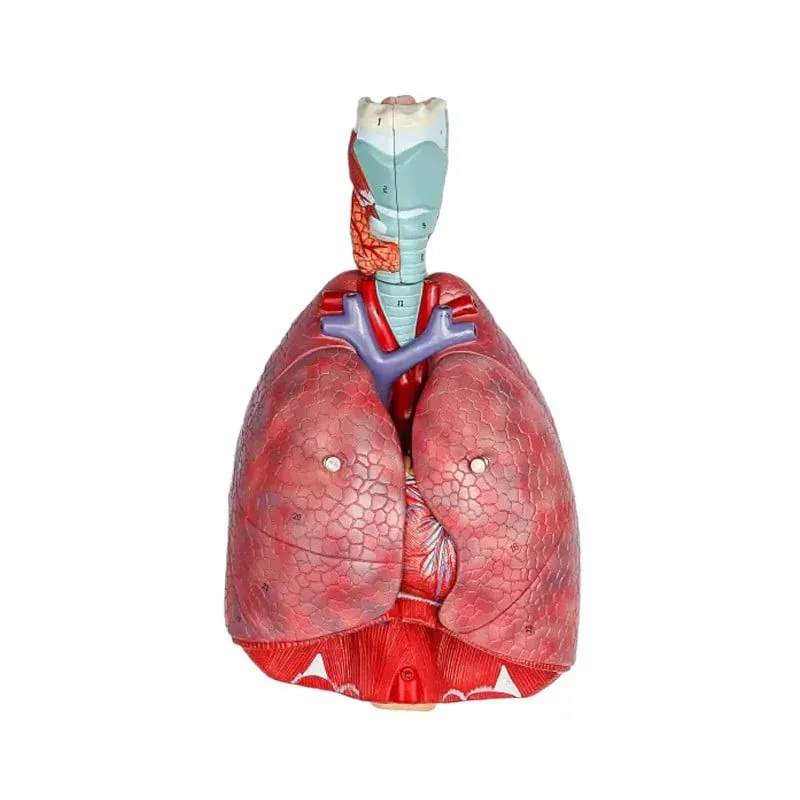 Model Gelsonlab de Torace, 7 piese