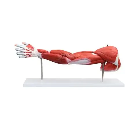 Model sistem mușchi braț Gelsonlab