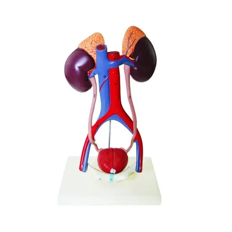 Model Gelsonlab al sistemului excretor