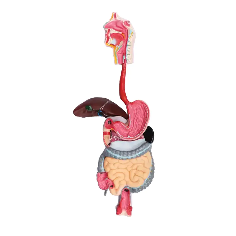 Model sistem digestiv Gelsonlab