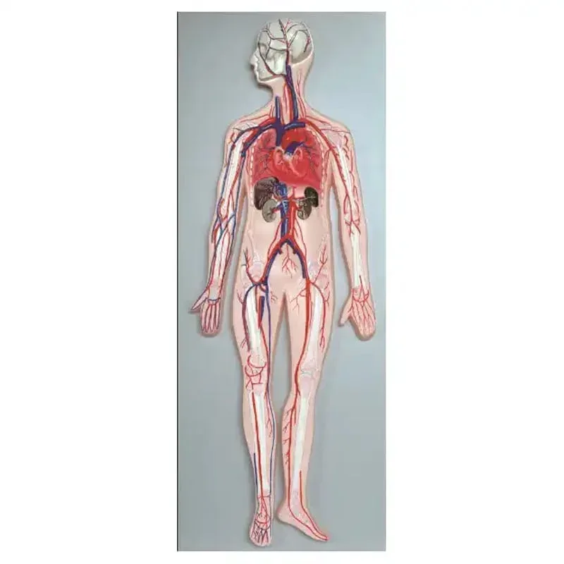 Model Sistem Circulator Sângelui Gelsonlab