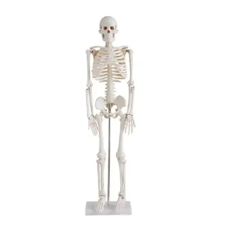 Schelet uman Gelsonlab, 80 cm