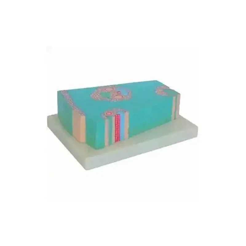 Model Gelsonlab al tulpinilor monocotiledonate