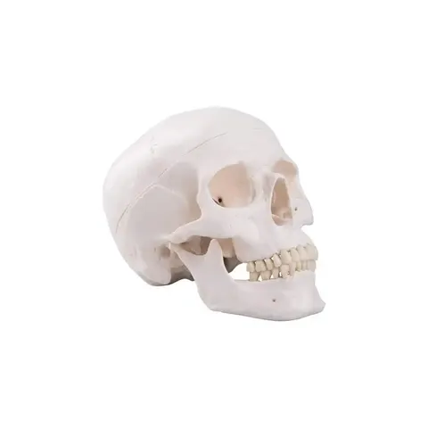 Model craniu uman Gelsonlab