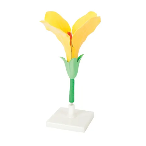 Model floare Gelsonlab