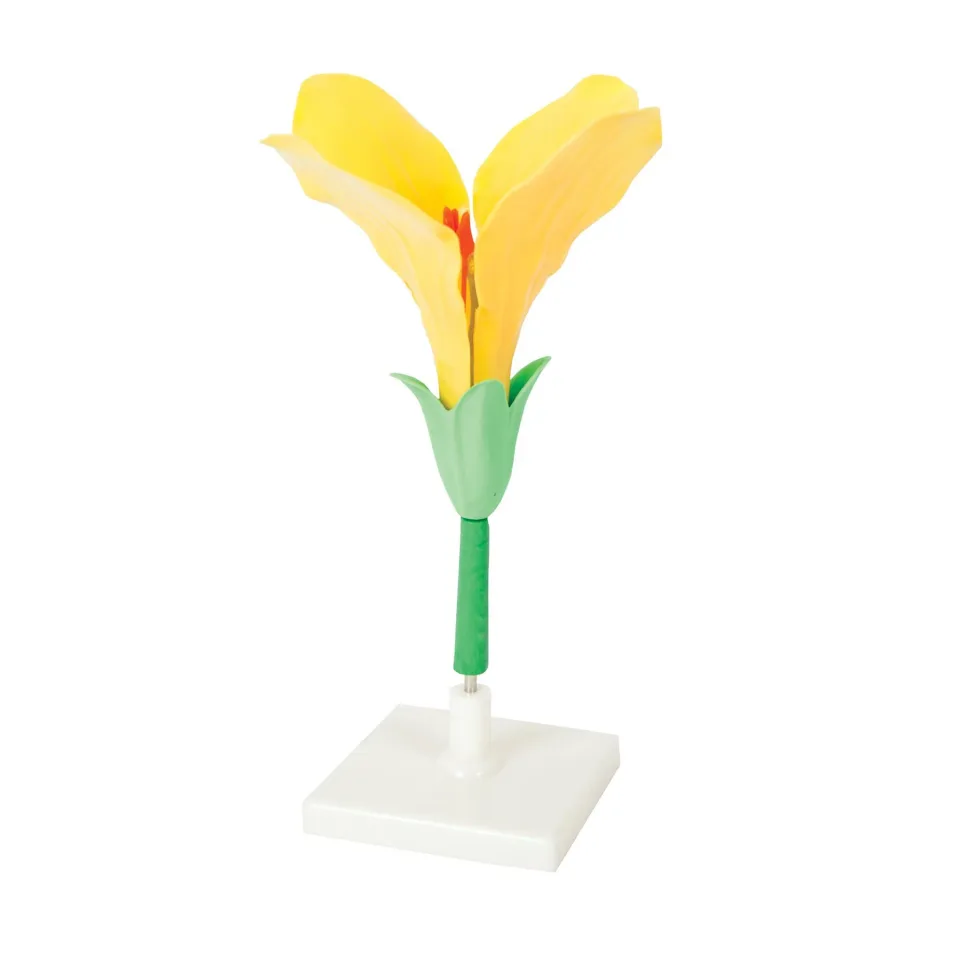 Model floare Gelsonlab