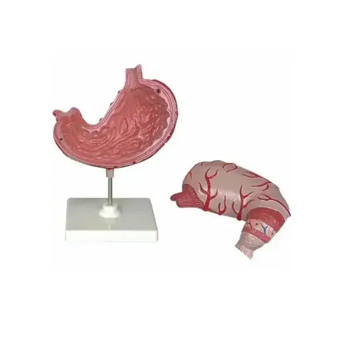 Model stomac Gelsonlab, 2 părți