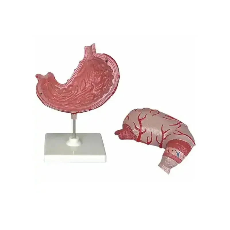 Model stomac Gelsonlab, 2 părți