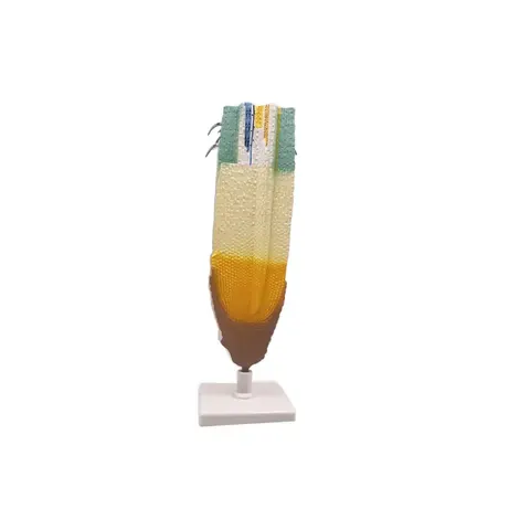 Model Gelsonlab Root