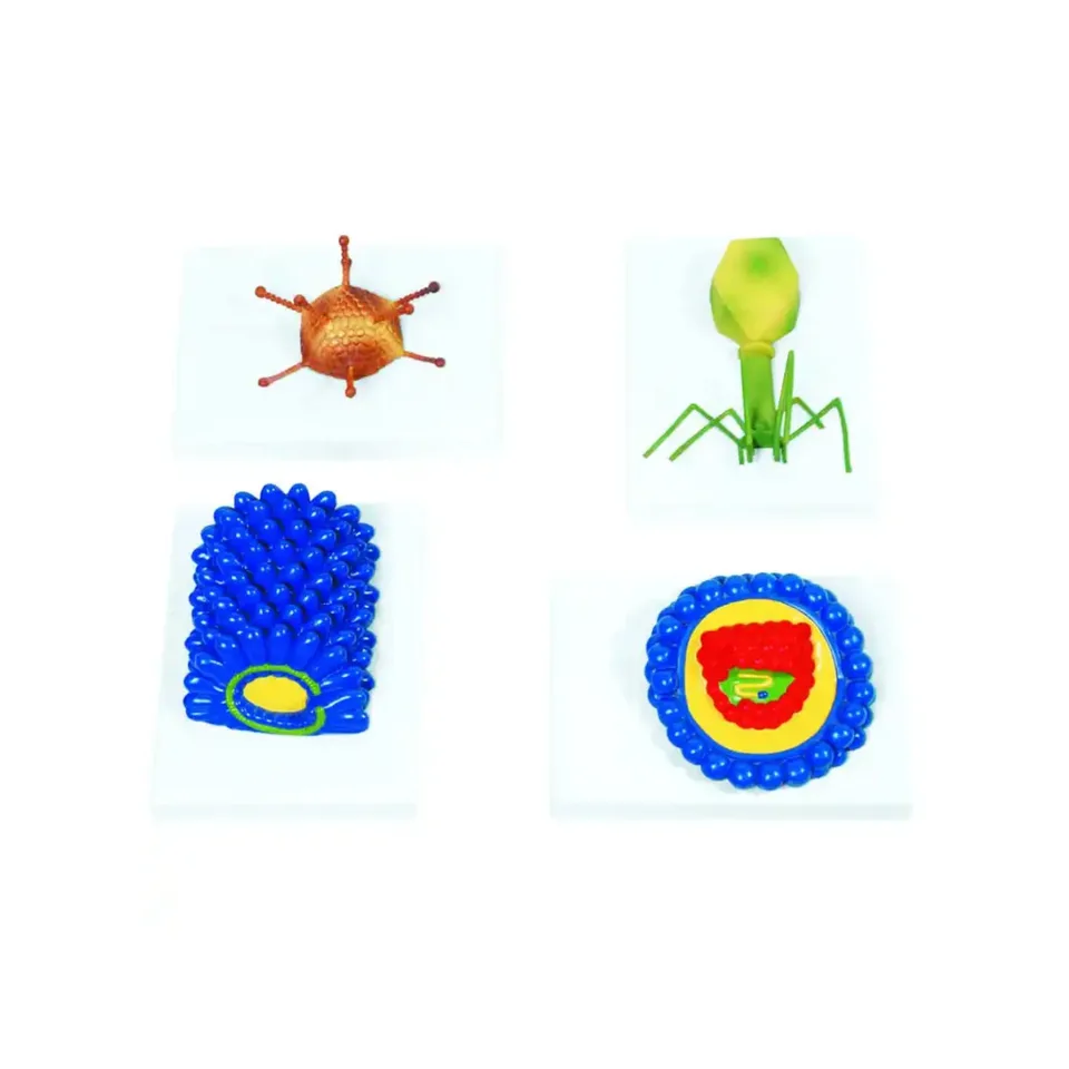 Model Virus Gelsonlab, 4 tipuri