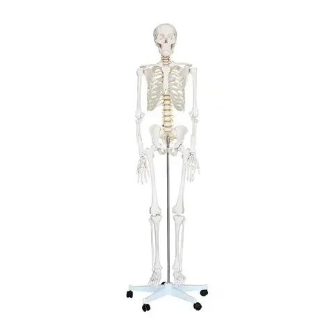 Schelet uman Gelsonlab, pe roți, 180 cm