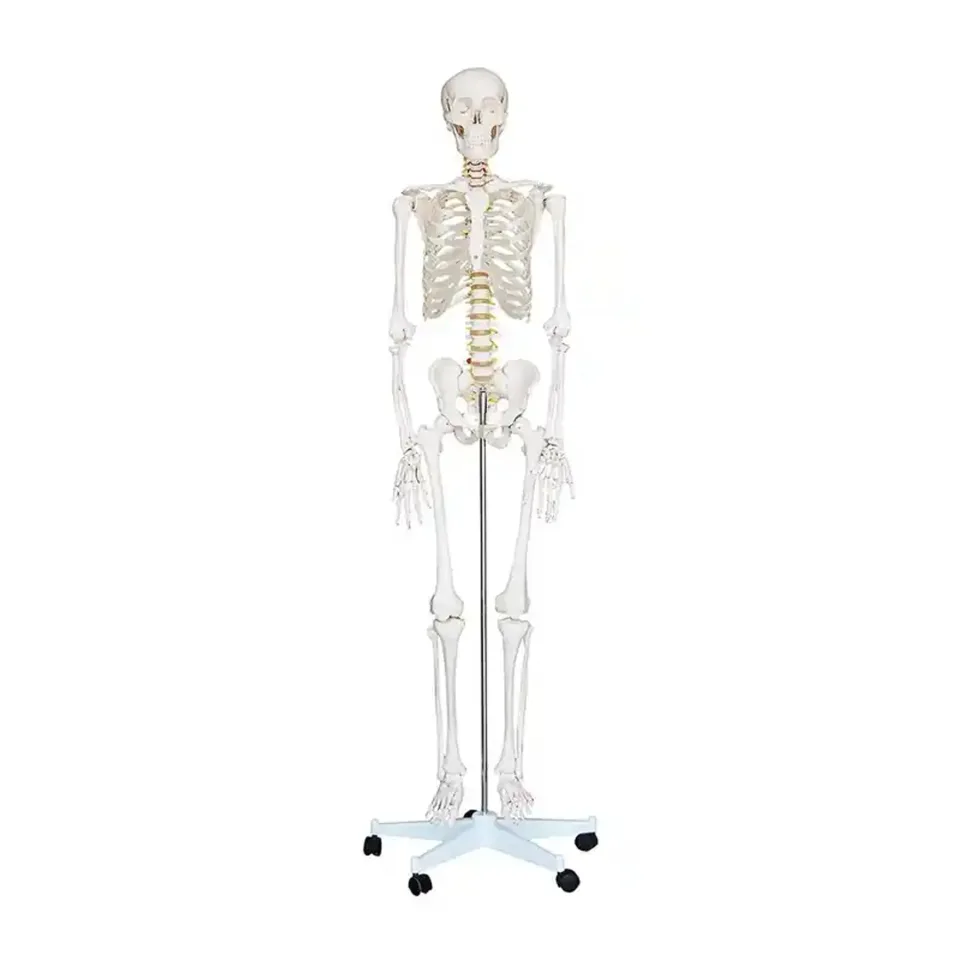 Schelet uman Gelsonlab, pe roți, 180 cm