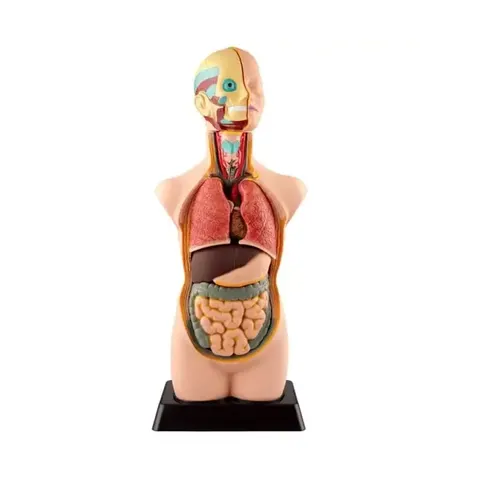 Model Trunchi Gelsonlab, 50 cm, 11 părți