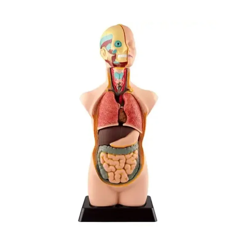 Model Trunchi Gelsonlab, 50 cm, 11 părți