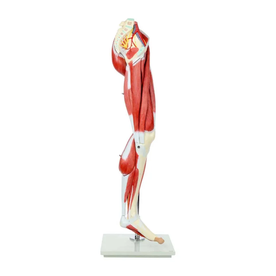 Modelul sistemului muscular al piciorului Gelsonlab
