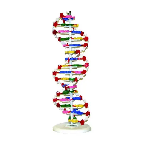 Model DNA Gelsonlab, 12 x 12 x 46 cm