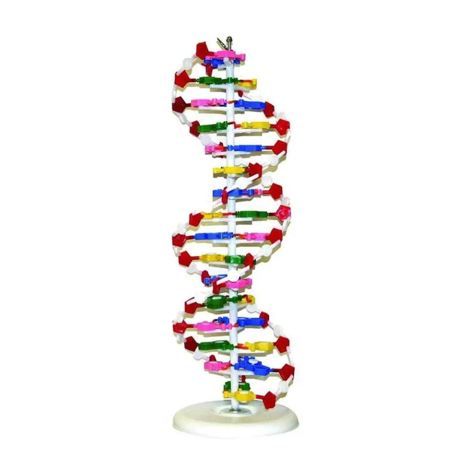 Model DNA Gelsonlab, 12 x 12 x 46 cm