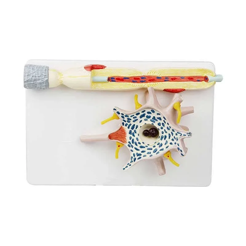 Model neuron Gelsonlab