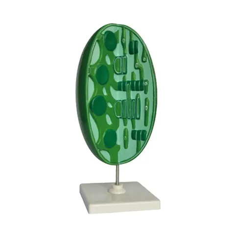 Model 3D al cloroplastului Gelsonlab