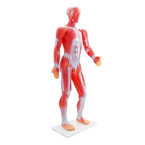Model sistem muscular Gelsonlab