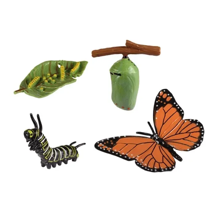 Ciclul Vieții Butterfly Eduplay