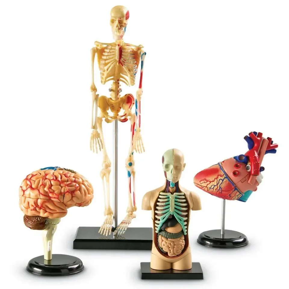 Learning Resources Set de modele anatomice, 4 buc.