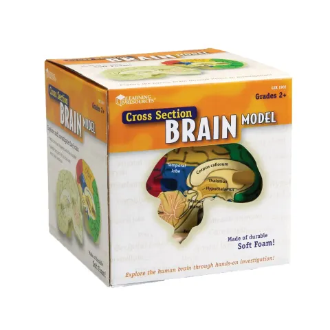 Model secțiune transversală creier Learning Resources