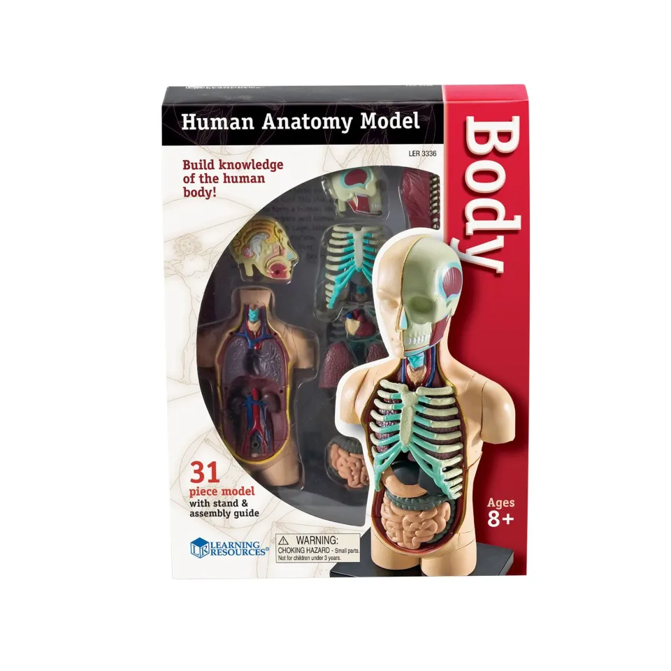 Learning Resources Mini Torso 11 cm