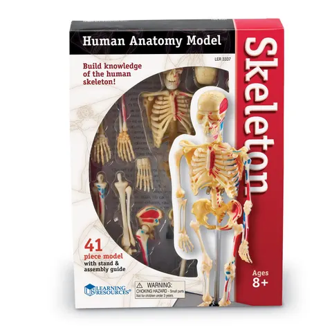 Learning Resources Schelet uman, 23 cm