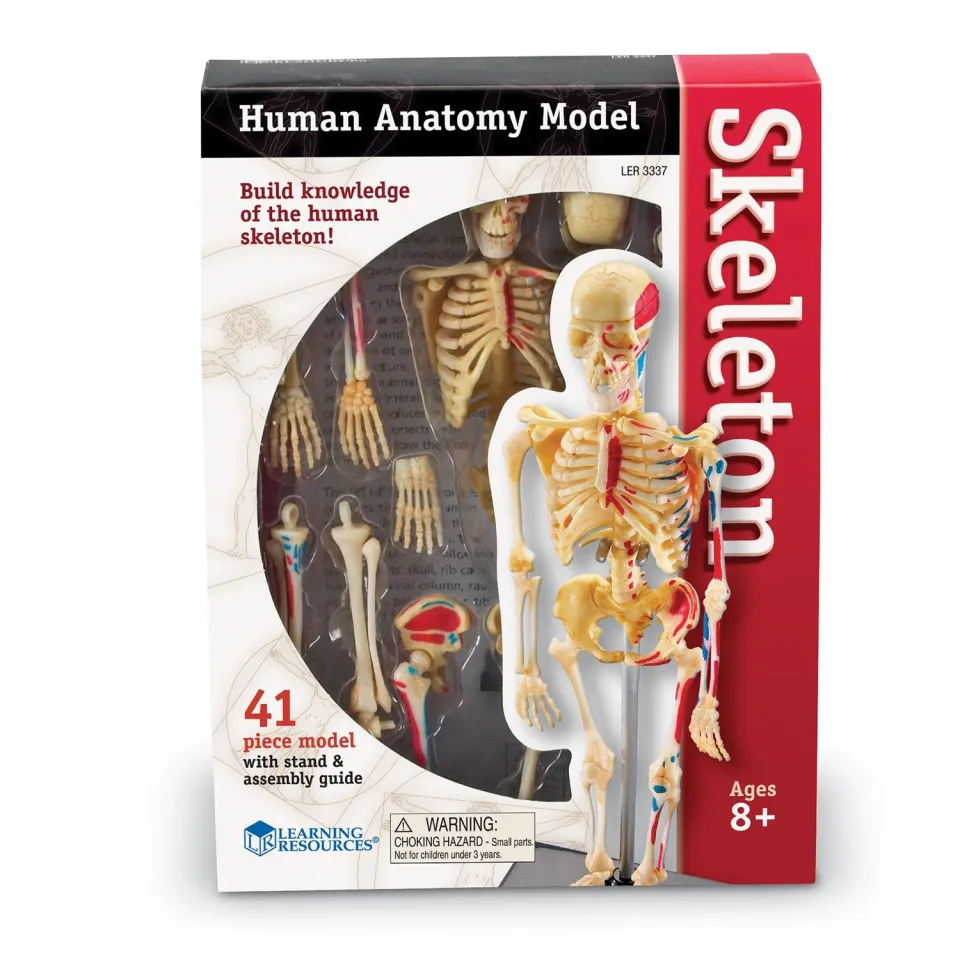 Learning Resources Schelet uman, 23 cm