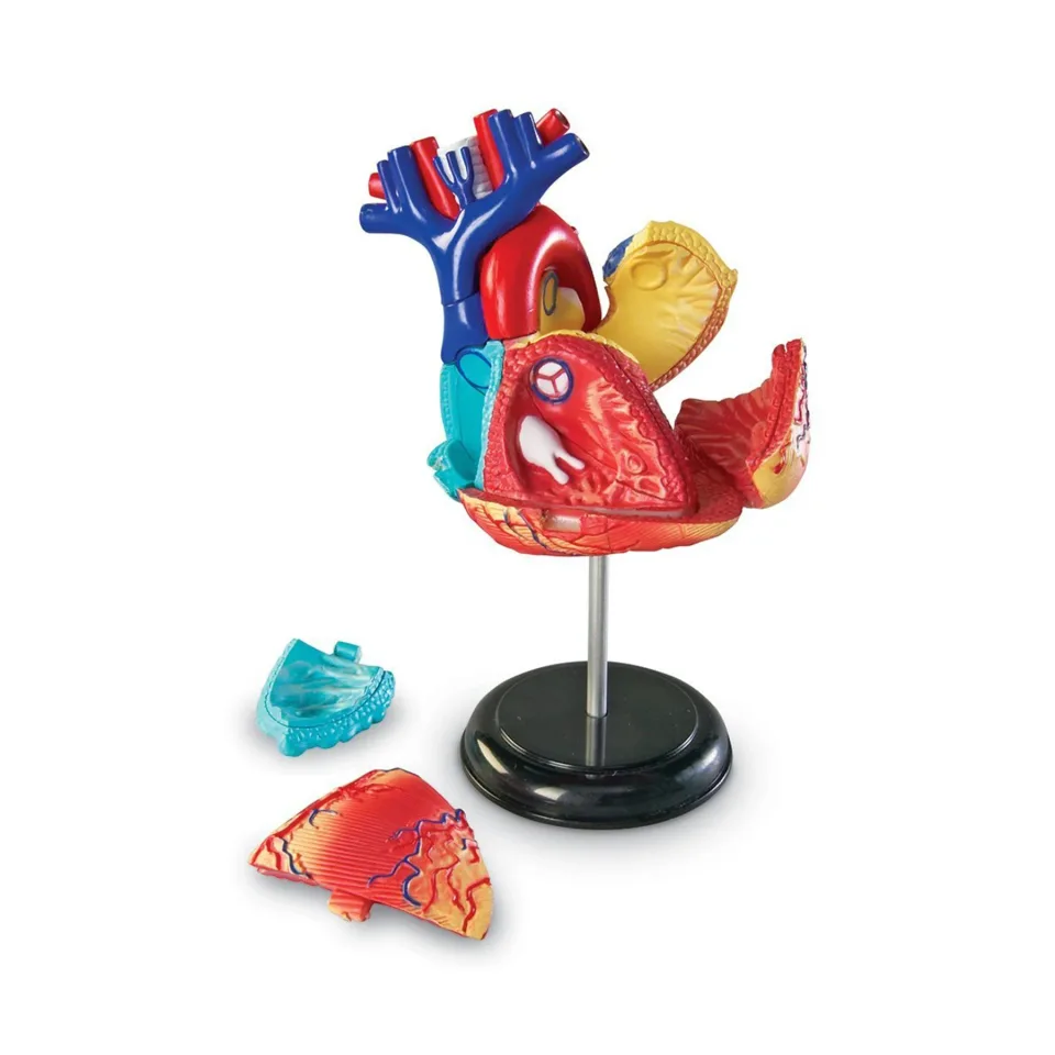 Model anatomic al inimii Learning Resources