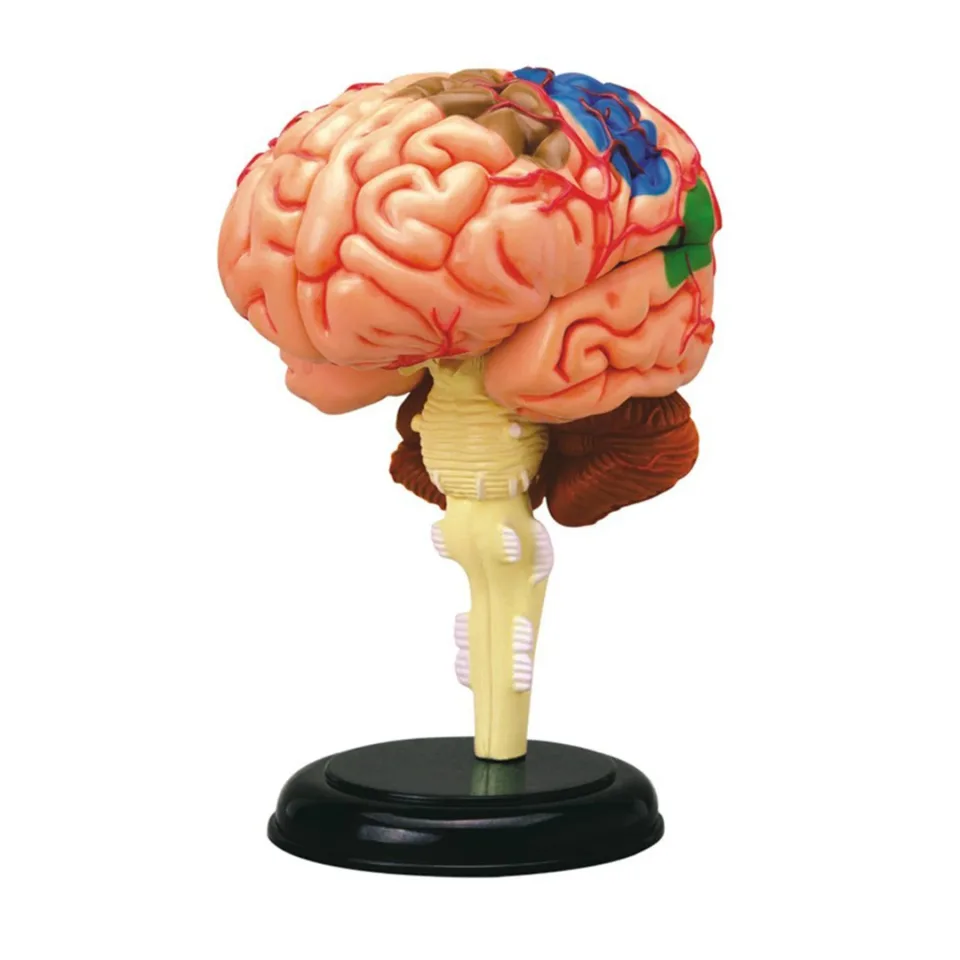 Model anatomic al creierului Learning Resources