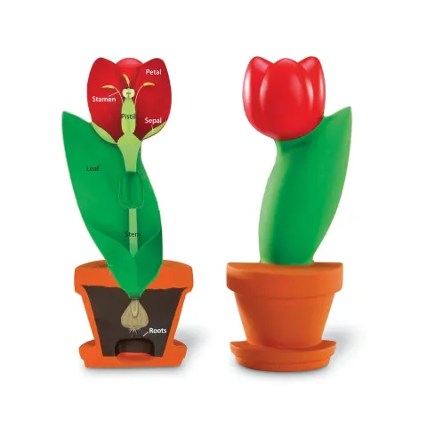 Model tăiat floral Learning Resources lalea