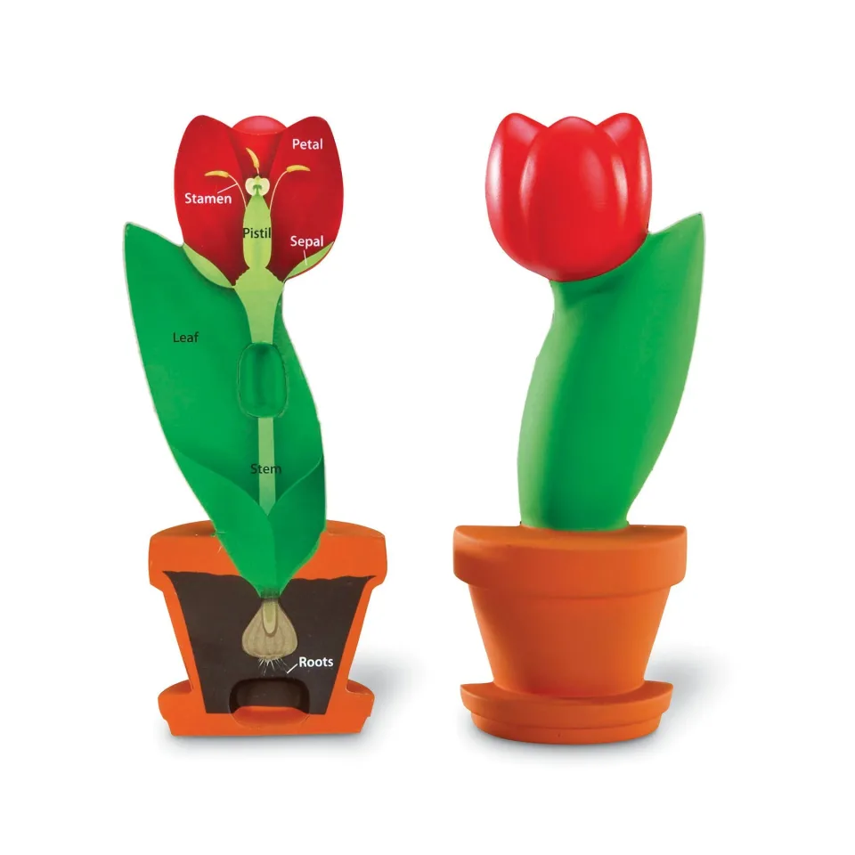 Model tăiat floral Learning Resources lalea