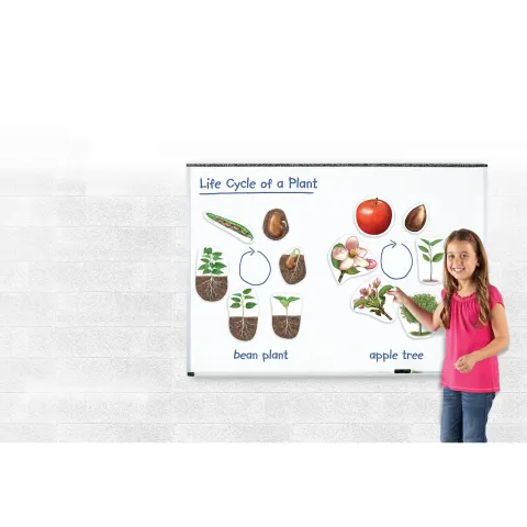 Set magnetic Learning Resources Ciclu de viață al plantei