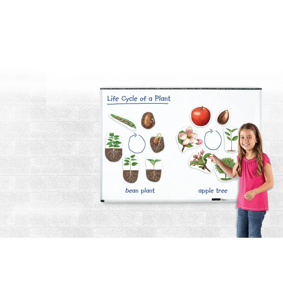 Set magnetic Learning Resources Ciclu de viață al plantei