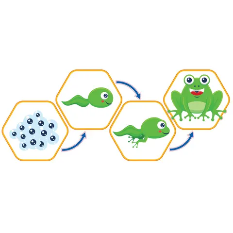 Sticker STEM, Științe Naturale – Biologie, set F1, 50 cm, sticker 1