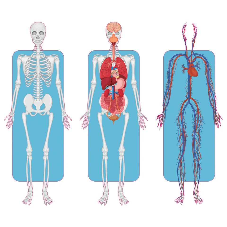 Sticker STEM, Științe Naturale - Biologie, set F2, 50 cm, sticker 2