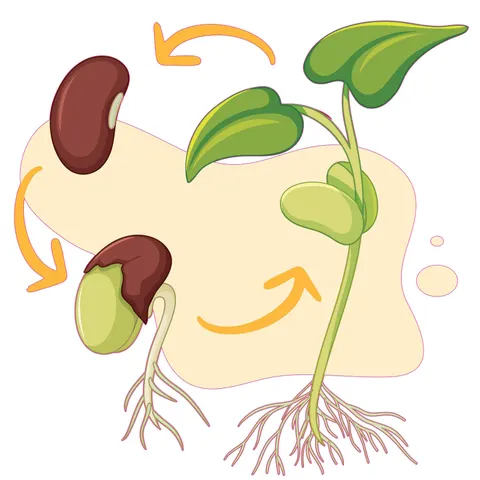 Sticker STEM, Științe Naturale - Biologie, set F2, 50 cm, sticker 7